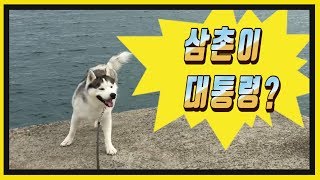 [복종이] 제주도 산책이야기 16화 :  역사 공부하는 복종이^^