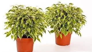 Фикус Бенджамина Кинки: уход, размножение, пересадка, полив