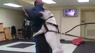 Training Personal Protection Dogs To Protect Themselves! (K9-1.com)