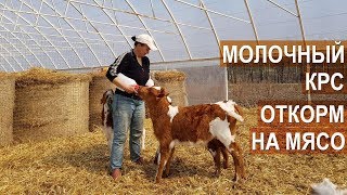 Фермер Андрей Коломиец. Об откорме молочного крс на мясо