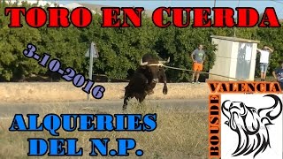 BOUS AL CARRER - ALQUERIAS DEL NIÑO PERDIDO (C) 2016 - TORO EN CUERDA (3-10-2016) - 1080 FULL HD