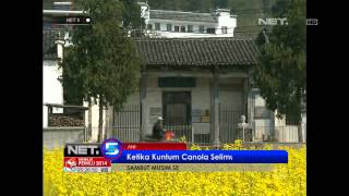 NET5 - Sambut Musim Semi di Cina Kuntum Canola Selimuti Desa