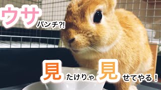 【朝ごはんバトル】お腹減りすぎてウサパンチ炸裂のうさぎ #194