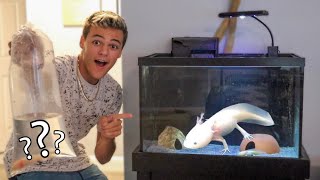 BUYING another AXOLOTL for My TANK!!!