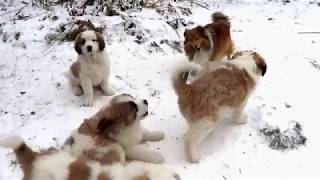 Смешные собаки. Шелти Луша и щенки московской сторожевой.