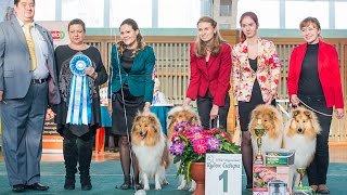 Монопородная выставка колли ранг КЧК 12.11.16 г. Новосчибирск