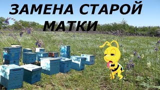 Как поменять старую  пчелиную матку?