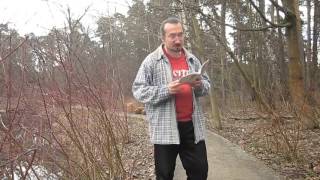 Стихотворение "Зеленые облака". Поэт Анастасия Вольная