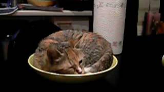 cat in bowl