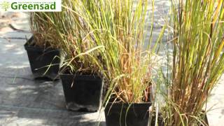 Бородач метельчатый - видео-обзор от Greensad