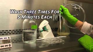 Immunocytochemistry Visual Protocol: Phase 3