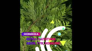 Новинки #2FLORA - ветка лапник туи купить оптом https://2flora.ru/