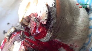 Расчистка копыт в селе. Hoof trimming in the village.
