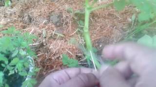 Greffe tomate  sur pomme de terre