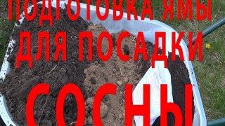 Подготовка ямы перед посадкой сосны. Как правильно садить сосну.