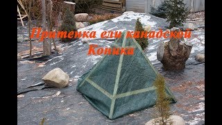 Защита ели канадской Коника от выгорания