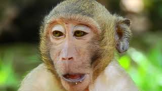 Very Pity Sweetpea in this video/ What happens to him Spoil Funny Youlike Monkey
