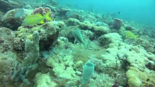White Grunt Habitat