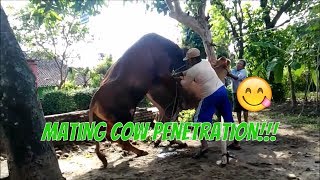 Wow, Amazing mating male cow penetration