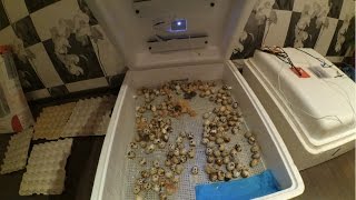 Самодельный автоматический инкубатор Часть 1