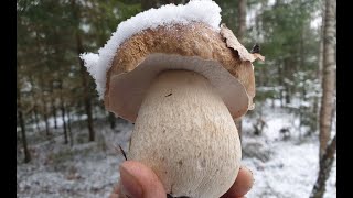 БЕЛЫЕ ГРИБЫ ЗИМОЙ ! БОРОВИКИ ИЗ ПОД СНЕГА ! Грибы 2019 !