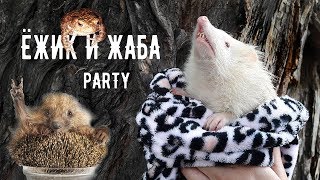 ЕЖИК-ЖАБА-ЛЯГУШКА PARTY. Ежи, лягушки, жабы на веселой фотосессии. Еж, ежики, hedgehog.