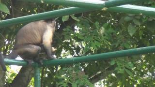 Dierentuin Paramaribo