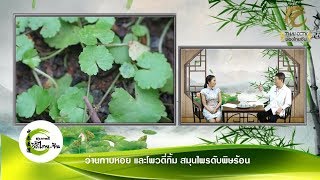 สุขภาพดีวิถีไทย-จีน EP.273 (2/3) ว่านกาบหอย และโพวตี่กิ้ม สมุนไพรดับพิษร้อน โดย พจ.สัญชัย เมฆฤทธิไกร