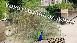 Жизнь в Варшаве Влог #12: Łazienki Królewskie (Королевские Лазенки)