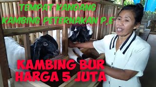 KANDANG KAMBING PETERNAKAN DAN PENGGEMUKAN P,E DAN BIRAWA