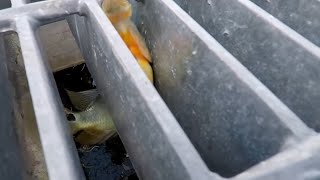 Bait Fishing and Catching Peacock Bass | Monster Mike