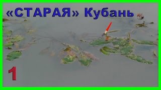 1.Старое русло реки Кубань. "Старуха". Ловля на поплавочную удочку. Рыбалка. Fishing angeln la pesca