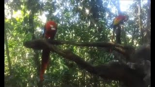 Liberan guacamayas rojas en Chiapas