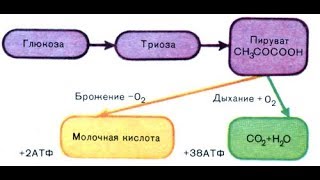 Гликолиз