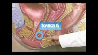Точка джи у женщин точка G)