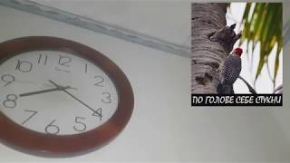 Соседи достали. Поставили ОТБОЙНИК на стену и включили дурачка
