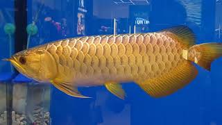 แชมป์ปลามังกรทอง เกล็ดเปิดข้ามหลัง งานประมงน้อมเกล้า62 (Champ Dragon fish,Gold Arowana, Thai)