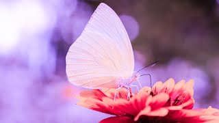 Deep Healing Miracle Tone | 528Hz Music For Meditation | Enhance Self Love Energy | Positive Vibes