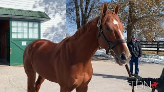 Meet Spendthrift's New Breeders' Cup Champs