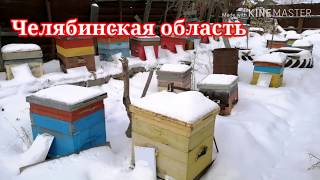 Плохая зимовка пчел.  Первый осмотр в новом году -  01.02.2020 г.