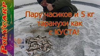 СМОТРЕТЬ!!!!ЛОВЛЯ ПЛОТВЫ ЗИМОЙ НА МОРМЫШКУ НА ДНЕПРЕ