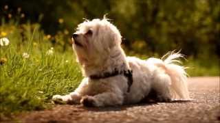 Fun with Maltese Tchibo