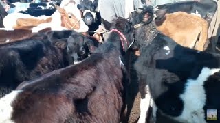 اسعار بقر القنية في سوق الثلاثاء بالمحلة