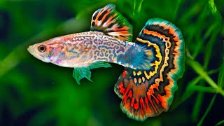 How to Care for Fancy Guppy Fish. Poecilia reticulata Million Fish. How to set up a guppy tank.