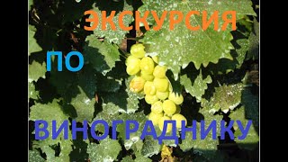 РАННИЙ ВИНОГРАД МЫ УЖЕ КУШАЕМ