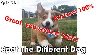 Spot The Different Dog Quiz Answers 100% | QuizHelp.Xyz