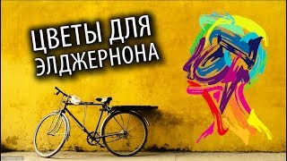 Почему ТЕБЕ Стоит Прочесть "Цветы Для Элджернона"