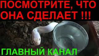 Михаил Веллер: Я НЕ БОЮСЬ сказать ЖЕСТОКУЮ правду!  Февраль 2020 что скажет 08.02.20 Юлия Латынина?