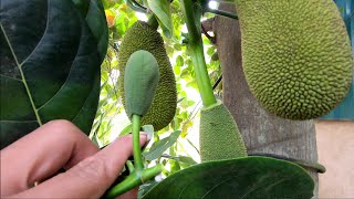 Phân Biệt Quả Mít Và Dài Mít - Tuyển Trái Mít / Nhà Nông Làm Vườn