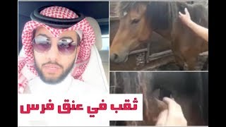ثقب في عنق فرس وما تزال على قيد الحياة !